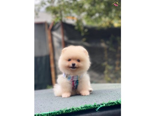 ÇOK ÖZEL TEA CUP POMERANIAN BOO YAVRULARIMIZ