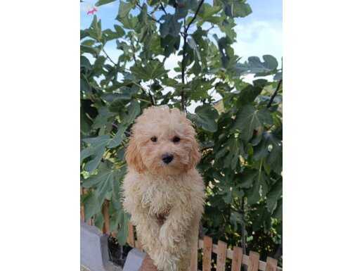 APRİCOT TOY POODLE YAVRULARIMIZ MÜKEMMEL FİYAT 