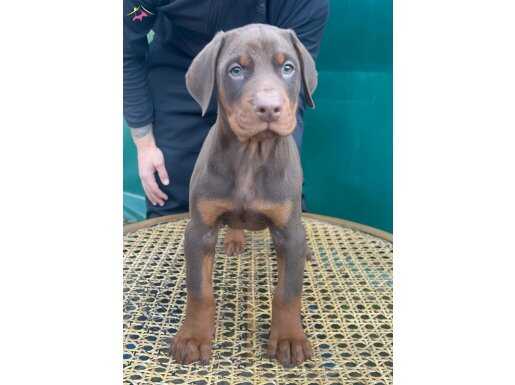 SECERELİ CHOCOLATE DOBERMAN YAVRULARIMIZ