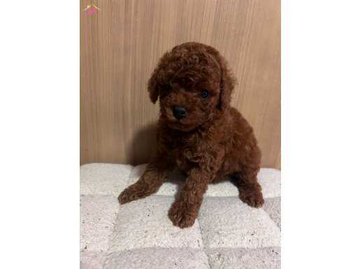 ÇOK ÖZEL RED BROWN TOY POODLE YAVRULARIMIZ 