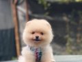 ÇOK ÖZEL TEA CUP POMERANIAN BOO YAVRULARIMIZ