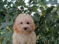 APRİCOT TOY POODLE YAVRULARIMIZ MÜKEMMEL FİYAT 