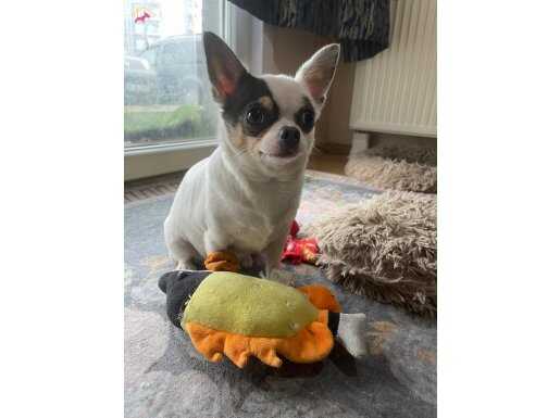 Orijinal Chihuahua dışı satılık 