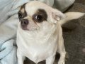 Orijinal küçük dışı Chihuahua 4 bin