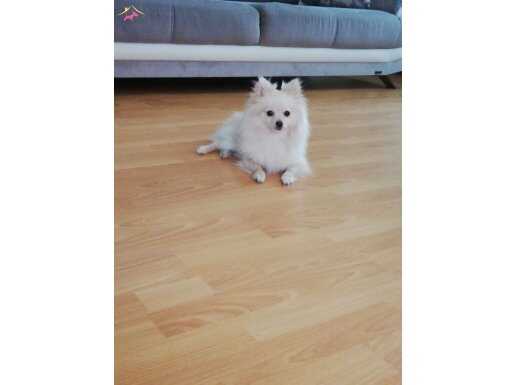 Pomeranian spitz 