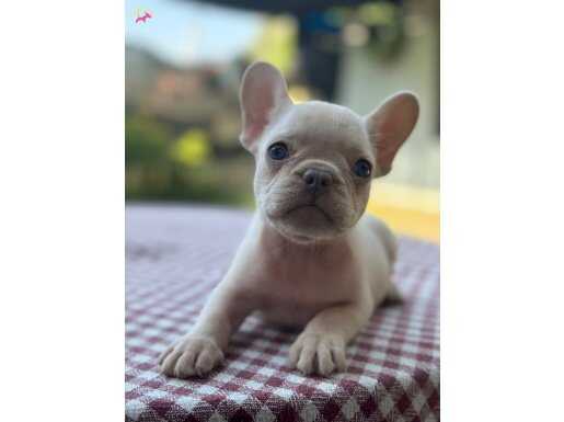 EGZOTİK ve STANDART FRENCH BULLDOG 