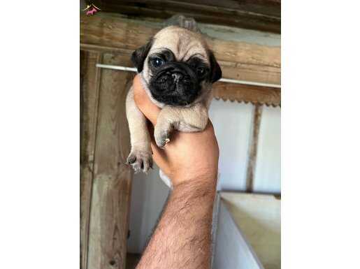 A KALİTE PUG MOPS BEBEKLER