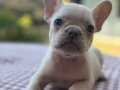 EGZOTİK ve STANDART FRENCH BULLDOG 