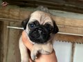 A KALİTE PUG MOPS BEBEKLER