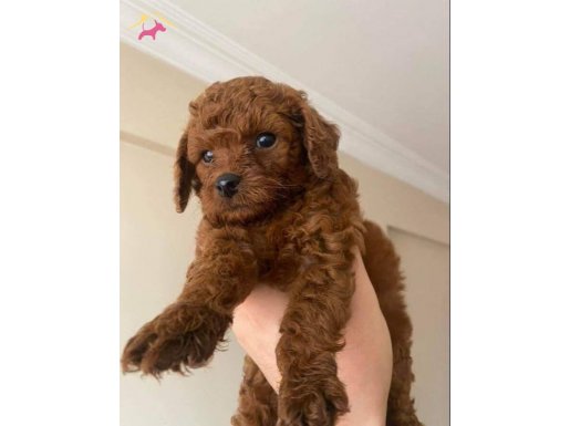 Toy Poodle İstanbul