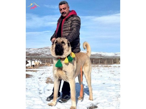 Anadolu çoban köpeği kangal