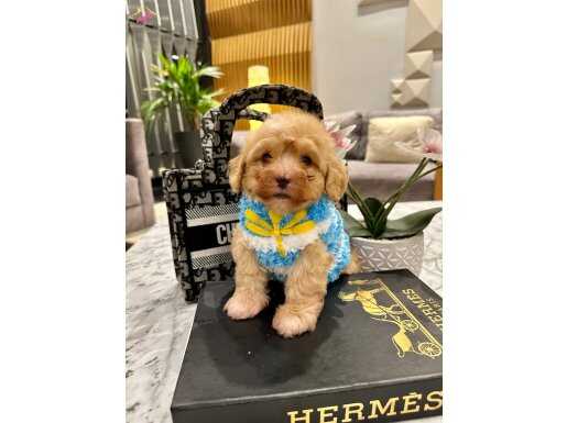 Bu maltipoo bebeklere bayılacaksınız!