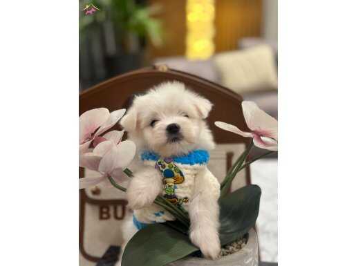 Kore Teacup Maltese bebeklerimiz geldi