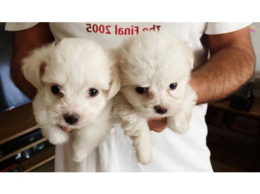 Maltese Terrier Ev doğumlu bebekler