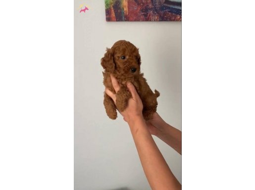 Uygun fiyat Yavrumuz 2.5 aylık Erkek Safkan Toy Poodle 