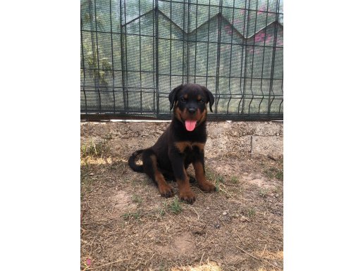 KOCA KAFALI SAFKAN ROTTWEiLER DISI iC VE DIS PARAZiT DAHiL