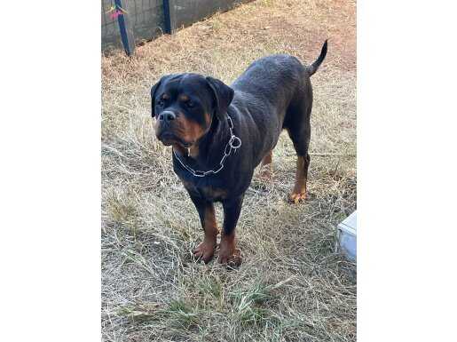 1,5 yasinda Rottweiler Dişi 1 kere doğum yaptı 