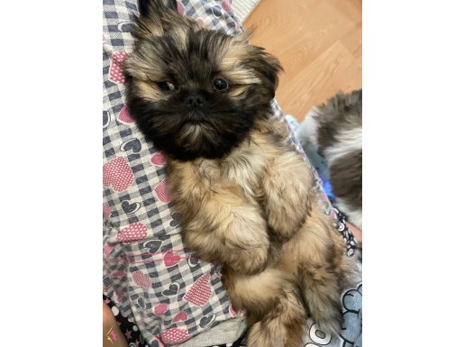 DÜNYA GÜZELİ SHIHTZU BEBEKLER