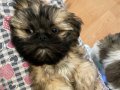 DÜNYA GÜZELİ SHIHTZU BEBEKLER