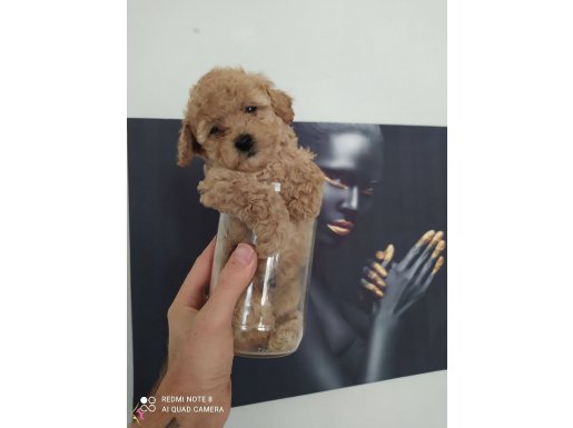 4 tane toy poodle