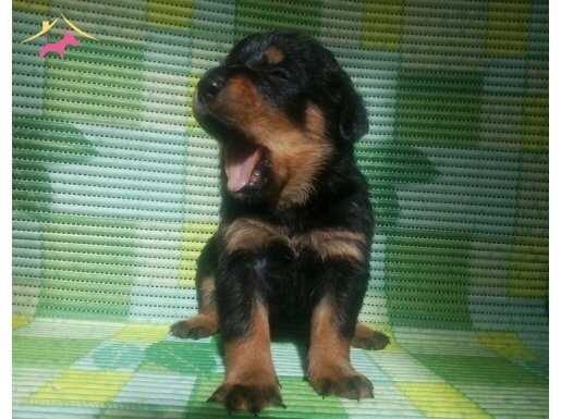 Koca kafa Rottweiler yavrularım