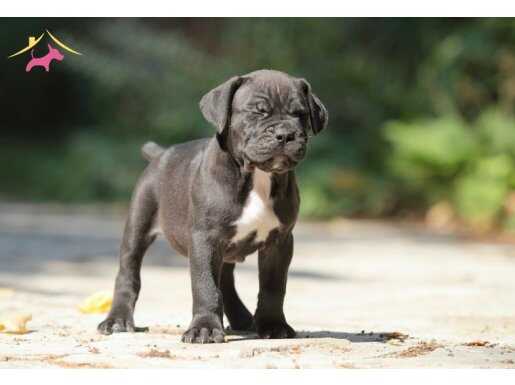 Irk ve sağlık garantili Cane Corso yavrularım