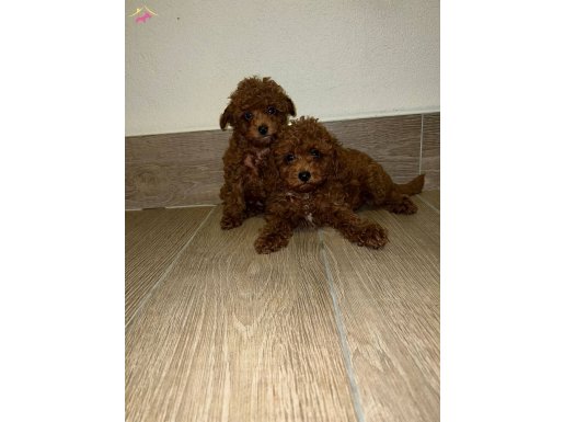 Toy poodle baby