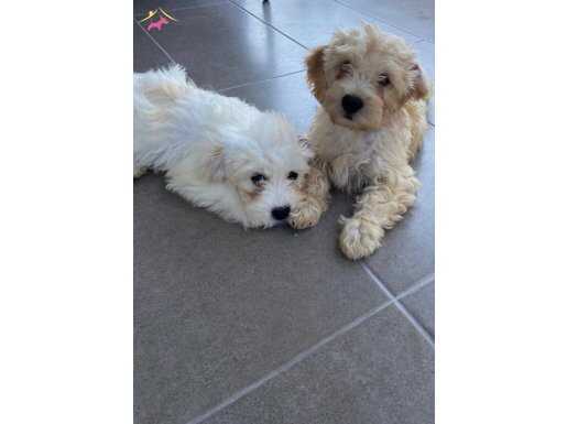 Maltipoo yavrularımız kremkahve poodle suratlı ve krem-beyaz