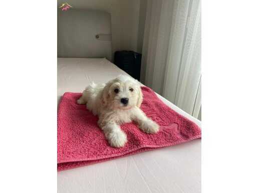 Maltipoo yavrumuz