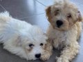 Maltipoo yavrularımız kremkahve poodle suratlı ve krem-beyaz