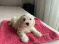 Maltipoo yavrumuz