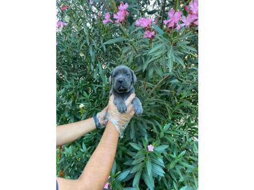 A KALİTE BLUE CANE CORSO YAVRULAR