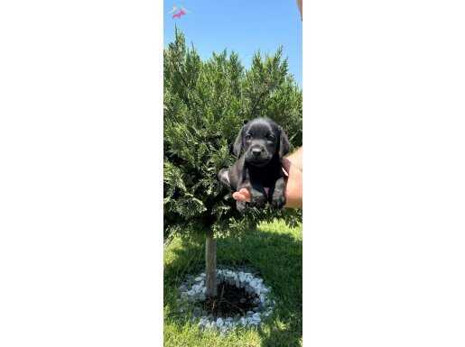 ORİJİNAL A KALİTE CANE CORSO YAVRULAR 