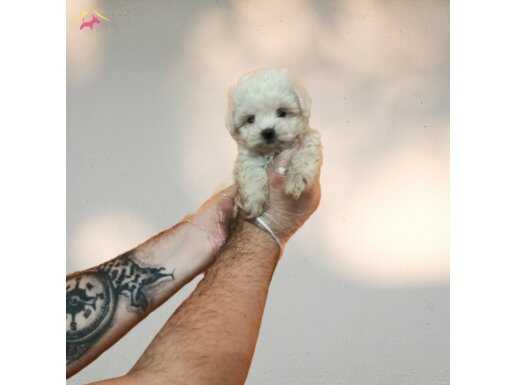 MÜKEMMEL KALİTE TEACUP MALTESE TERRİER BEBEKLER 