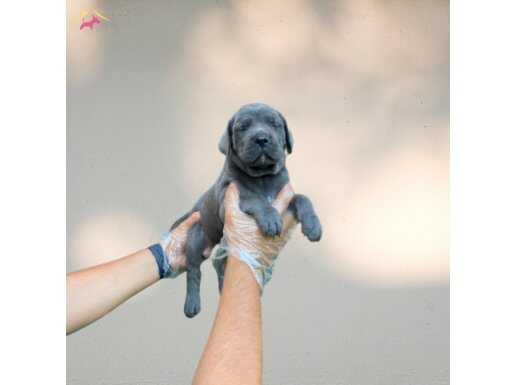 IRK VE SAĞLIK GARANTİLİ BLUE CANE CORSO YAVRULAR 