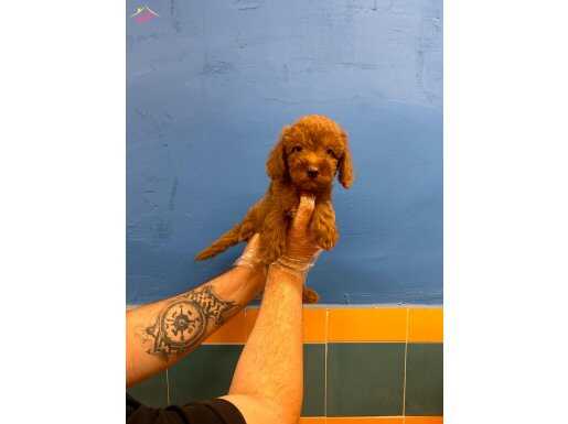 IRK VE SAĞLIK GARANTİLİ TOY POODLE YAVRULAR 