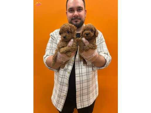 IRK VE SAĞLIK GARANTİLİ TOY POODLE BEBEKLER 