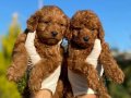 ORİJİNAL TOY POODLE BEBEKLER 