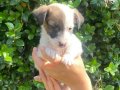 ORİJİNAL JACK RUSSEL YAVRULAR