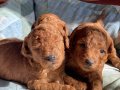 ORİJİNAL TOY POODLE YAVRULAR