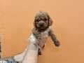 EVİNİZİN NEŞESİ MUHTEŞEM TOY POODLE BEBEKLER 