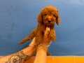 IRK VE SAĞLIK GARANTİLİ TOY POODLE YAVRULAR 