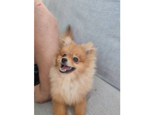 Eğitimli pomeranian spitz adana/seyhan 5aylık cinsi/etkek