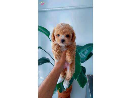 teacup maltipoo , teacup toy poodle ayarında 