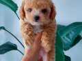 teacup maltipoo , teacup toy poodle ayarında 