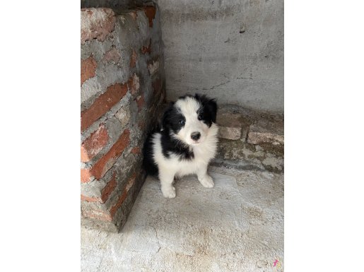 Border Collie yavrular 