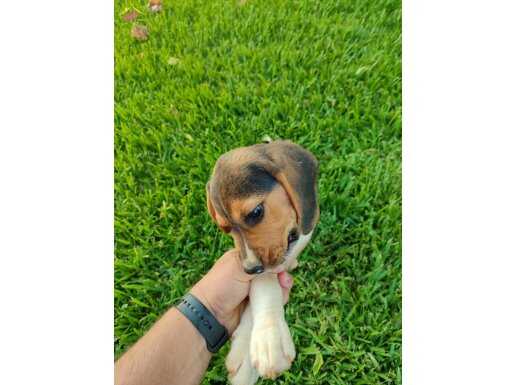 SAFKAN ELİZABETH BEAGLE