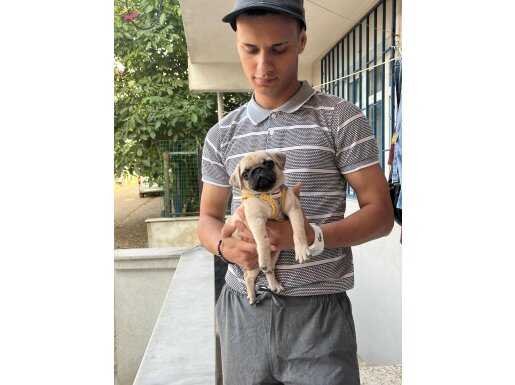 PUG 3 AYLIK DİŞİ