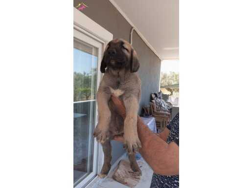 Anadolu çoban köpeği 