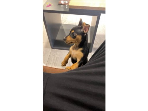 3.5 aylık A kalite safkan 1 numara pinscher